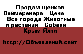 Продам щенков Веймаранера › Цена ­ 30 - Все города Животные и растения » Собаки   . Крым,Ялта